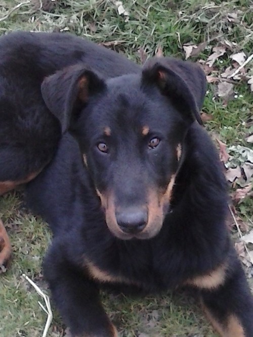 Beauceron